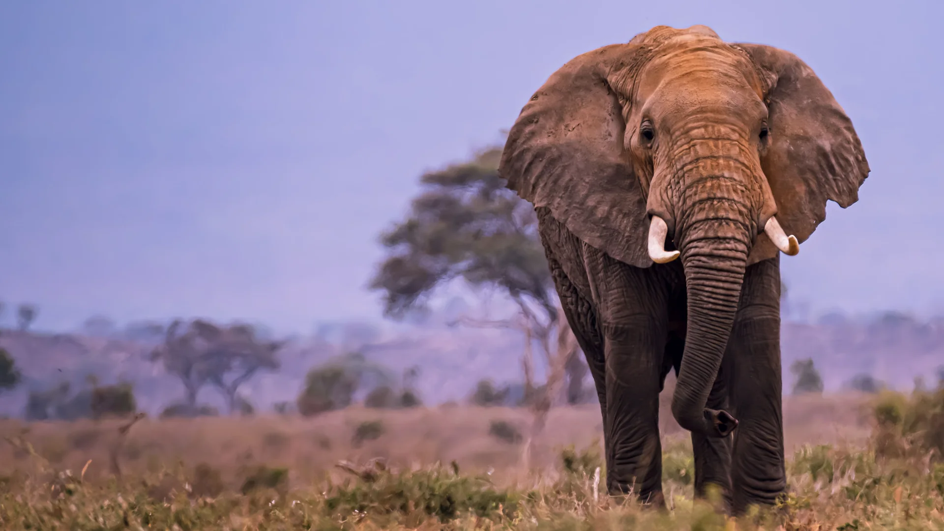 Un elefante dalle zanne d'avorio avanza verso la fotocamera attraverso la prateria arida al crepuscolo sotto un cielo violetto, con un'acacia sullo sfondo (un elefante in libertà, non una fotografia dello spettacolo)